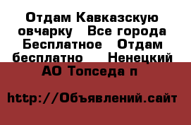 Отдам Кавказскую овчарку - Все города Бесплатное » Отдам бесплатно   . Ненецкий АО,Топседа п.